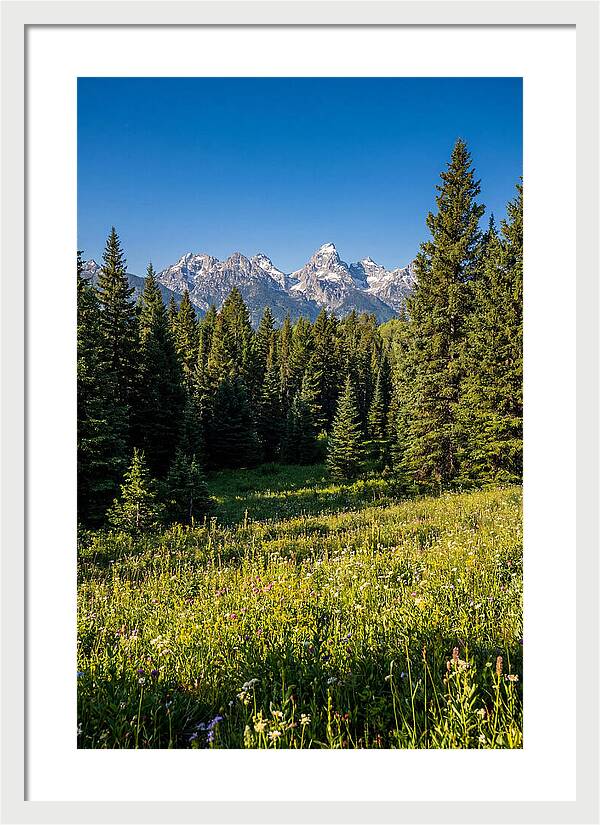 Alpine Meadow Serenity