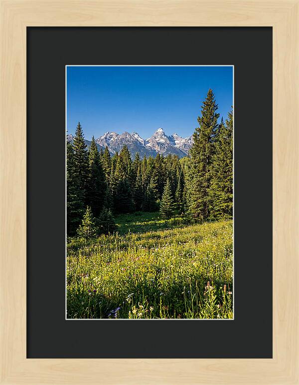 Alpine Meadow Serenity