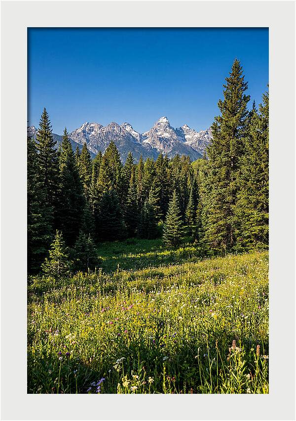 Alpine Meadow Serenity