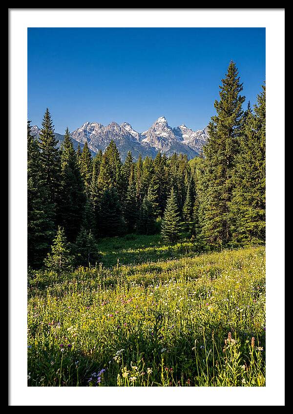 Alpine Meadow Serenity