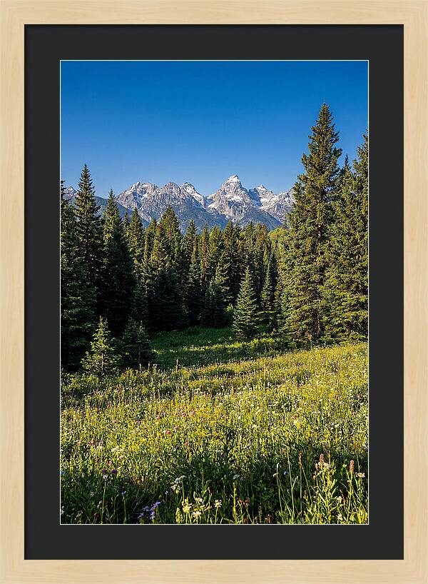 Alpine Meadow Serenity