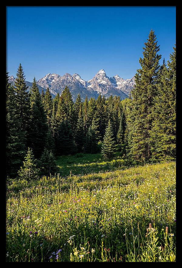 Alpine Meadow Serenity