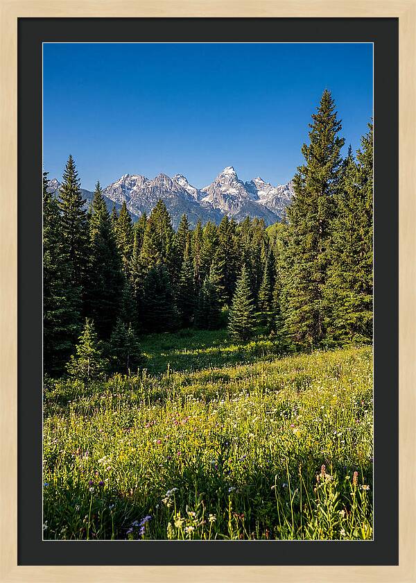 Alpine Meadow Serenity