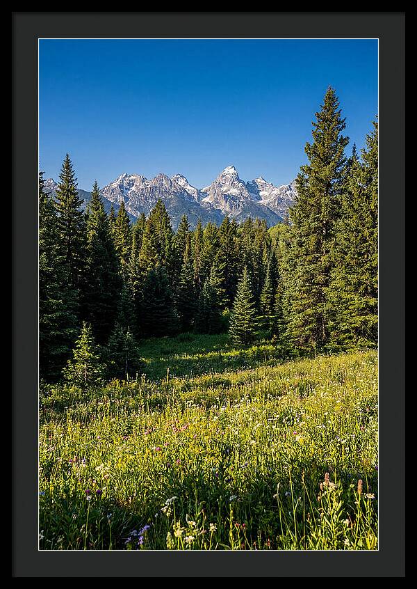 Alpine Meadow Serenity