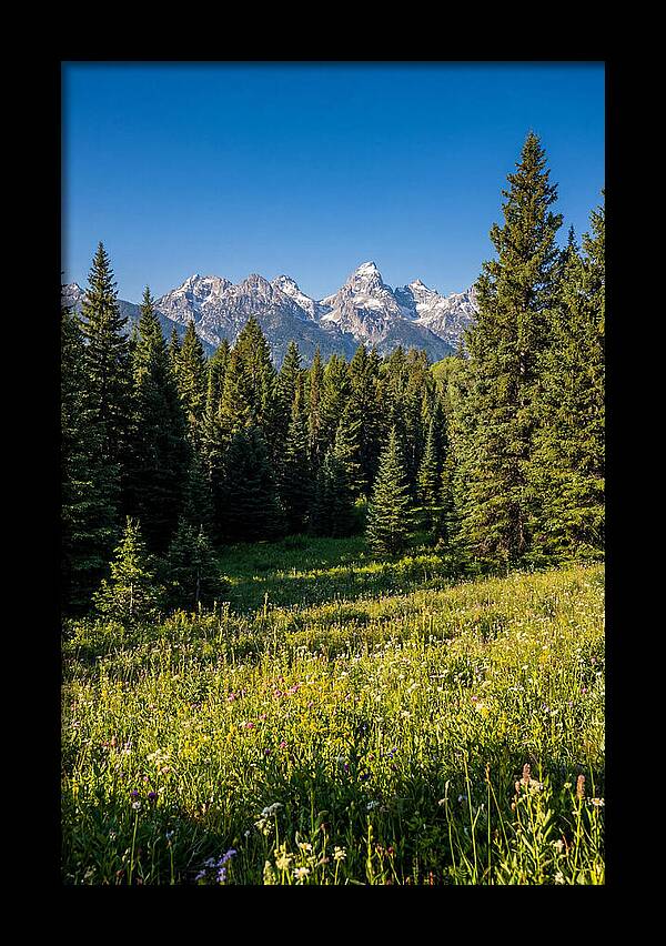 Alpine Meadow Serenity
