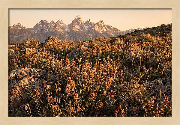 Alpine Wildflower Meadow At Dusk