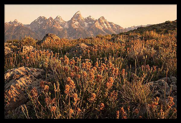 Alpine Wildflower Meadow At Dusk