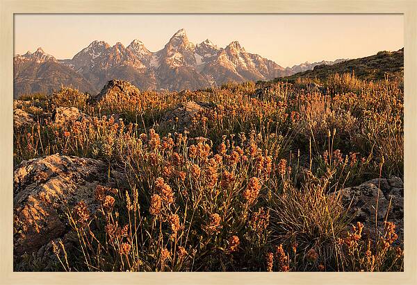 Alpine Wildflower Meadow At Dusk