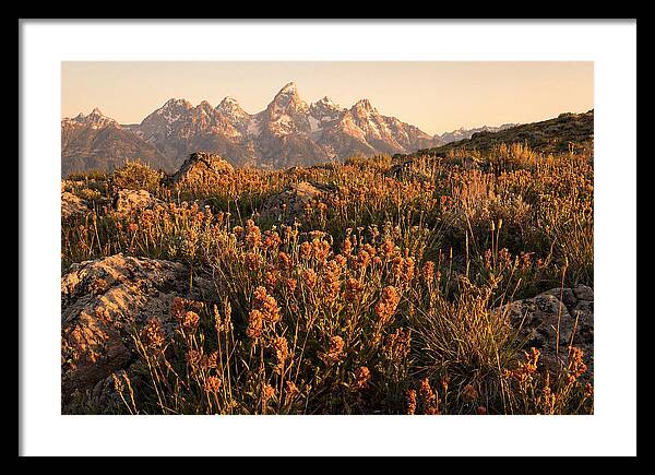 Alpine Wildflower Meadow At Dusk