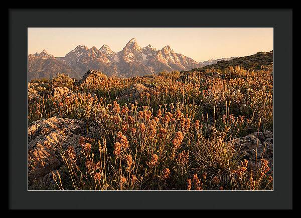 Alpine Wildflower Meadow At Dusk