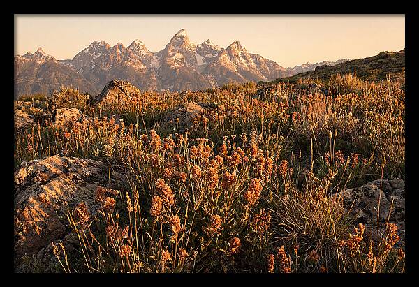 Alpine Wildflower Meadow At Dusk