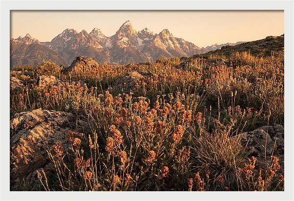 Alpine Wildflower Meadow At Dusk