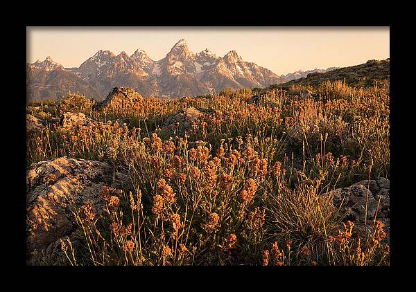 Alpine Wildflower Meadow At Dusk