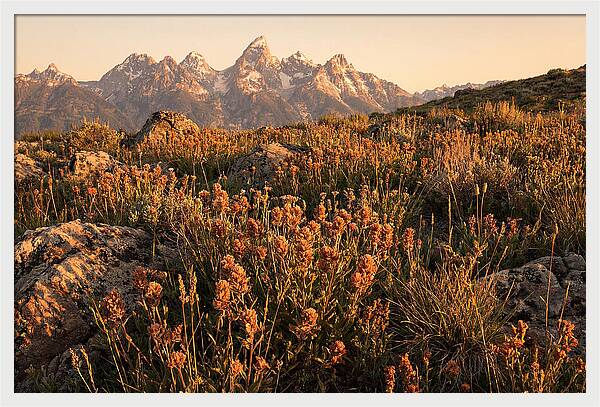 Alpine Wildflower Meadow At Dusk