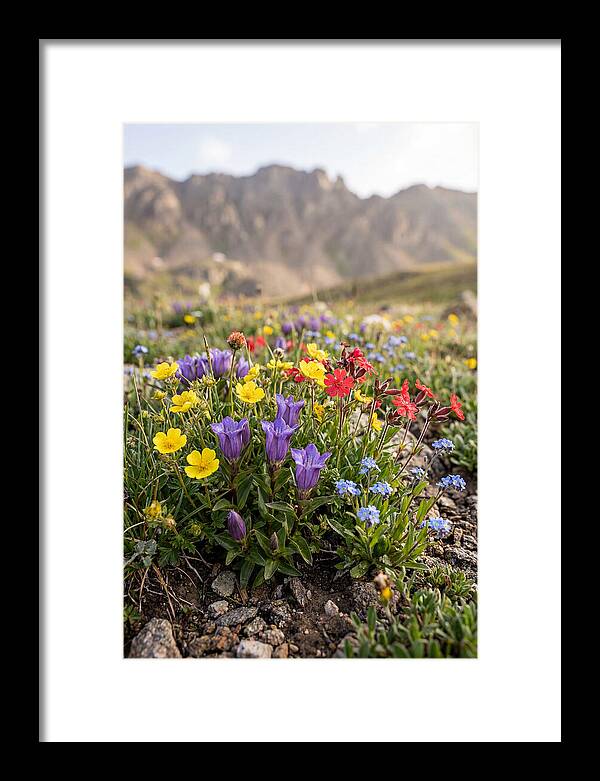 Alpine Wildflower Serenity