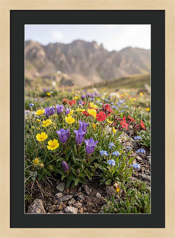 Alpine Wildflower Serenity