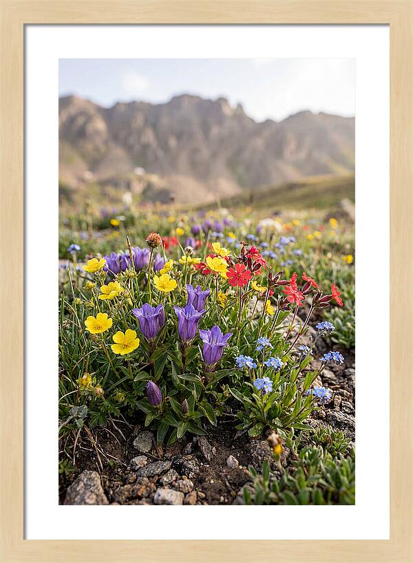 Alpine Wildflower Serenity