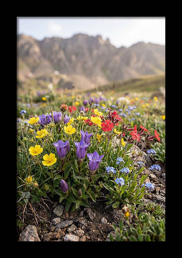Alpine Wildflower Serenity