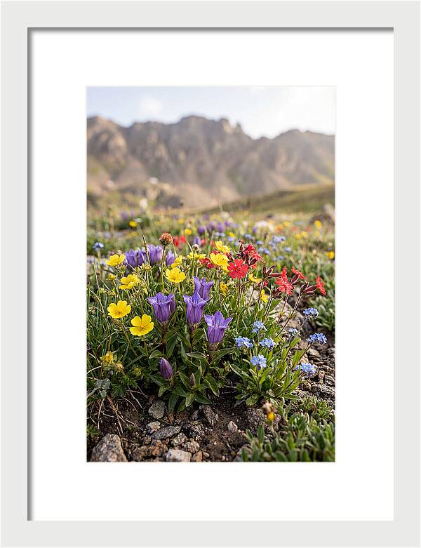 Alpine Wildflower Serenity