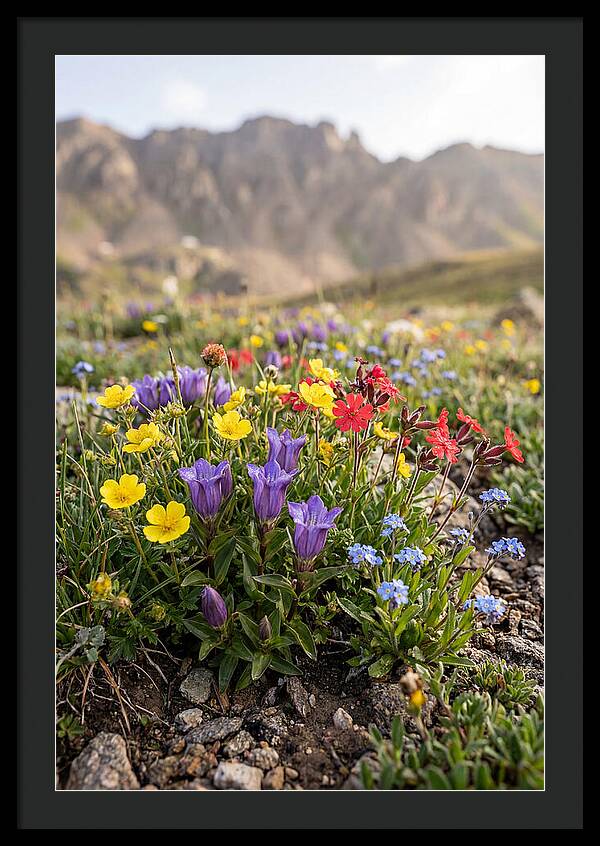 Alpine Wildflower Serenity