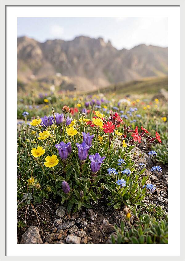 Alpine Wildflower Serenity