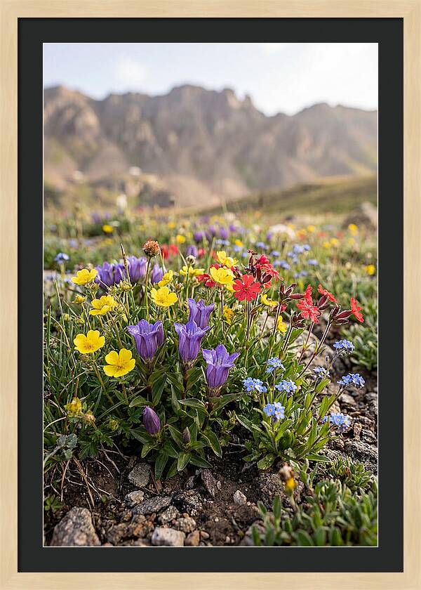 Alpine Wildflower Serenity
