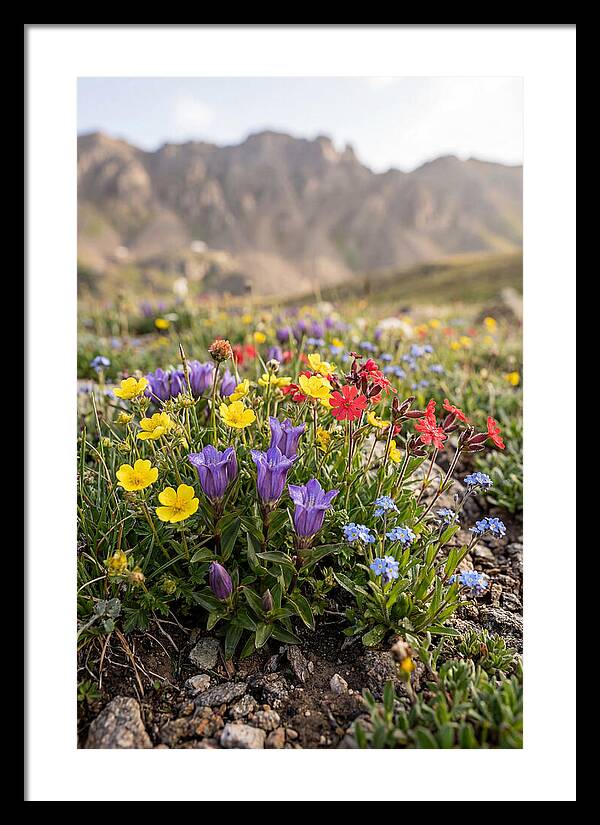 Alpine Wildflower Serenity