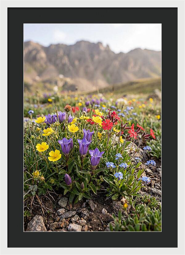 Alpine Wildflower Serenity