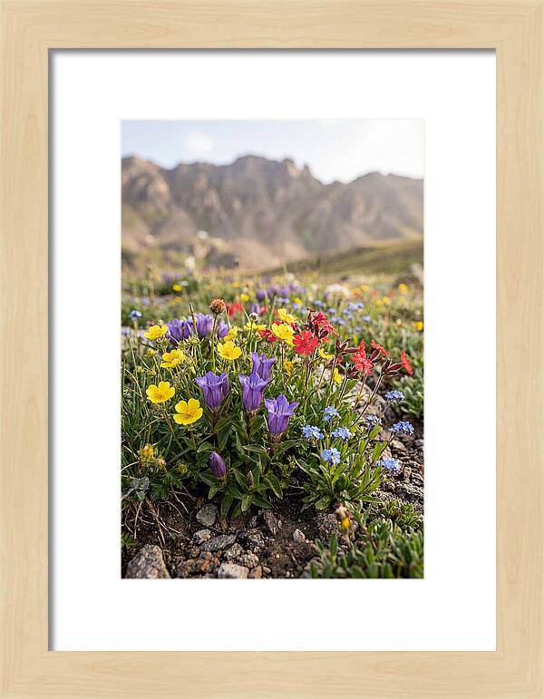 Alpine Wildflower Serenity