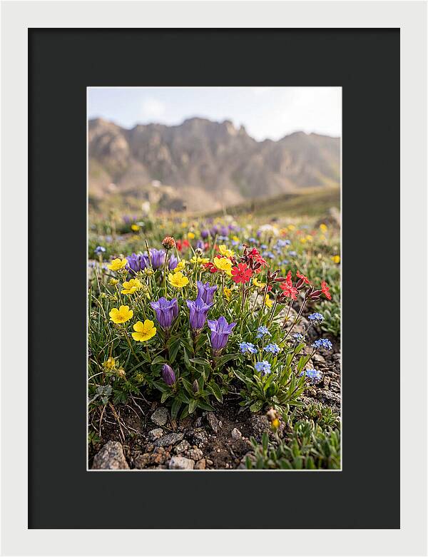 Alpine Wildflower Serenity