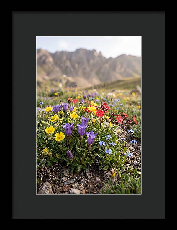 Alpine Wildflower Serenity