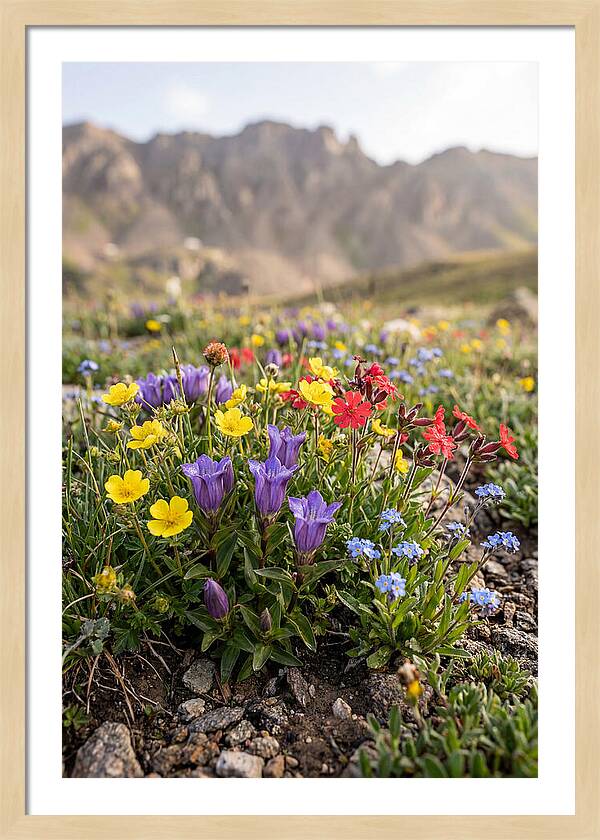 Alpine Wildflower Serenity