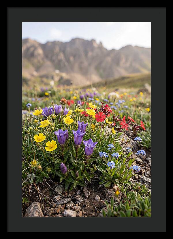 Alpine Wildflower Serenity