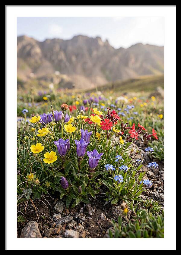 Alpine Wildflower Serenity