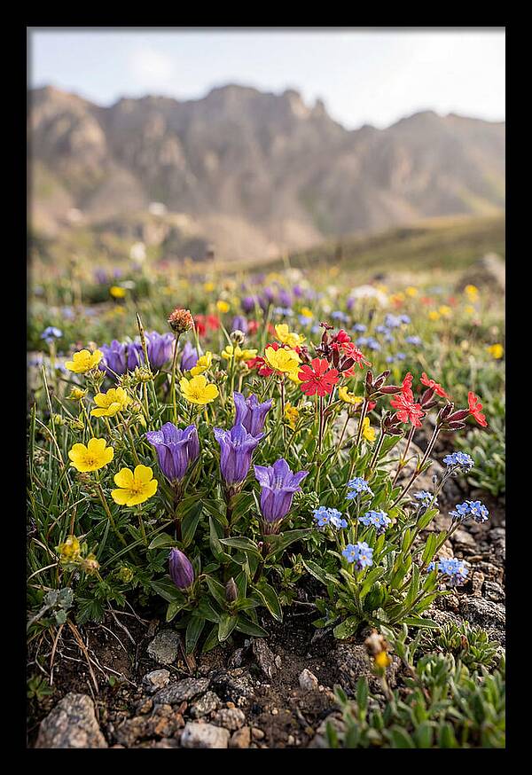 Alpine Wildflower Serenity
