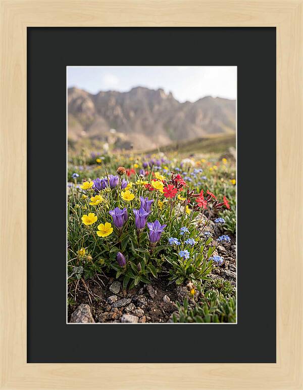 Alpine Wildflower Serenity
