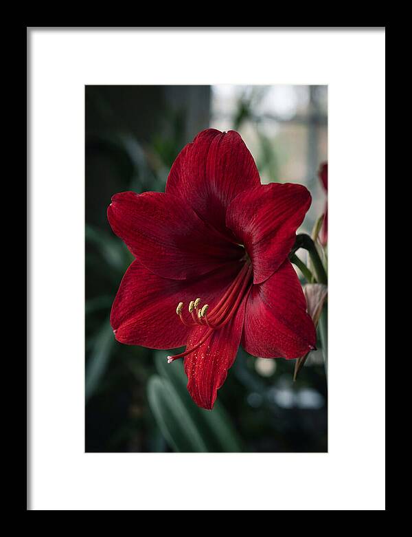 Amaryllis Blooming Elegance