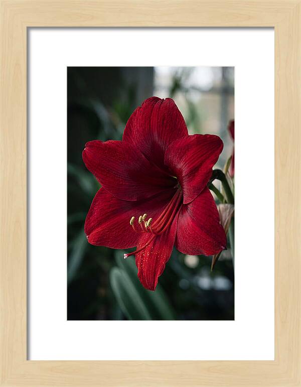 Amaryllis Blooming Elegance