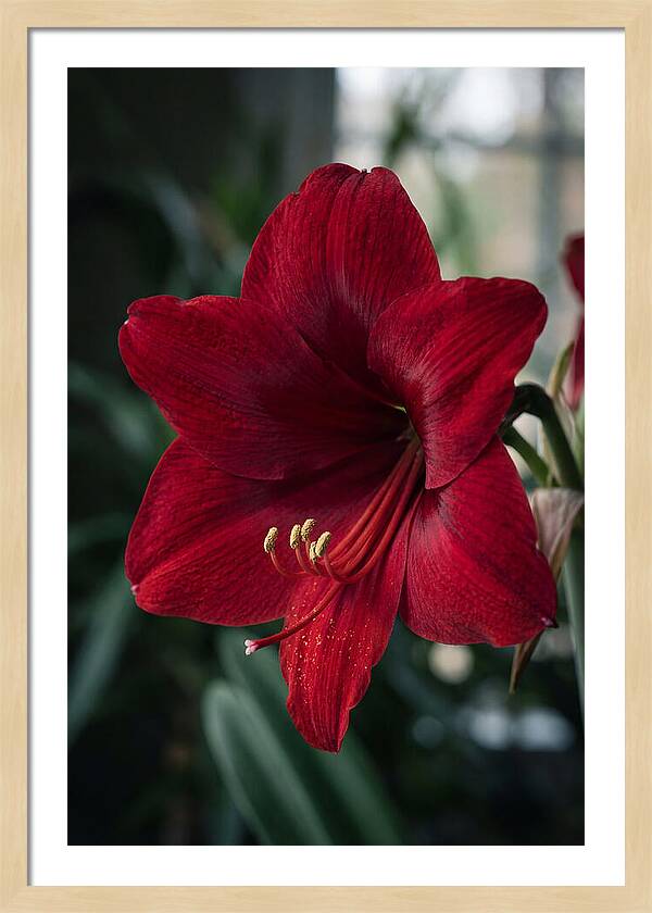 Amaryllis Blooming Elegance