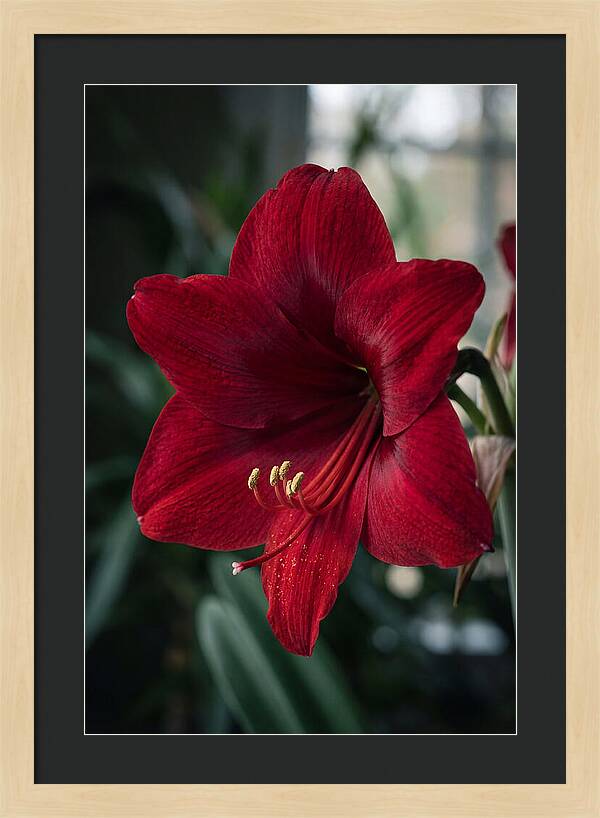 Amaryllis Blooming Elegance