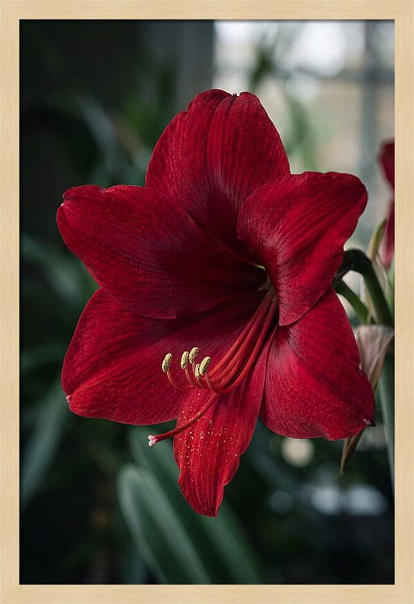 Amaryllis Blooming Elegance