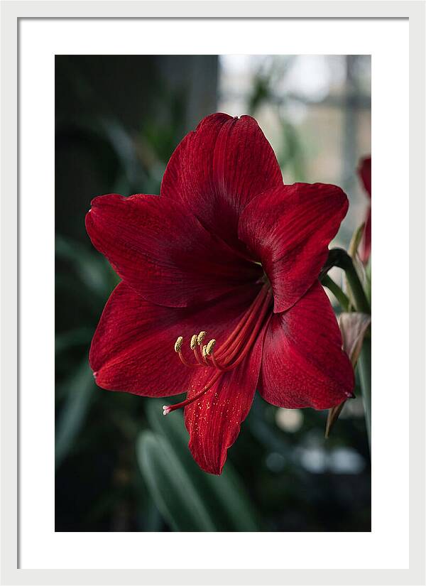 Amaryllis Blooming Elegance