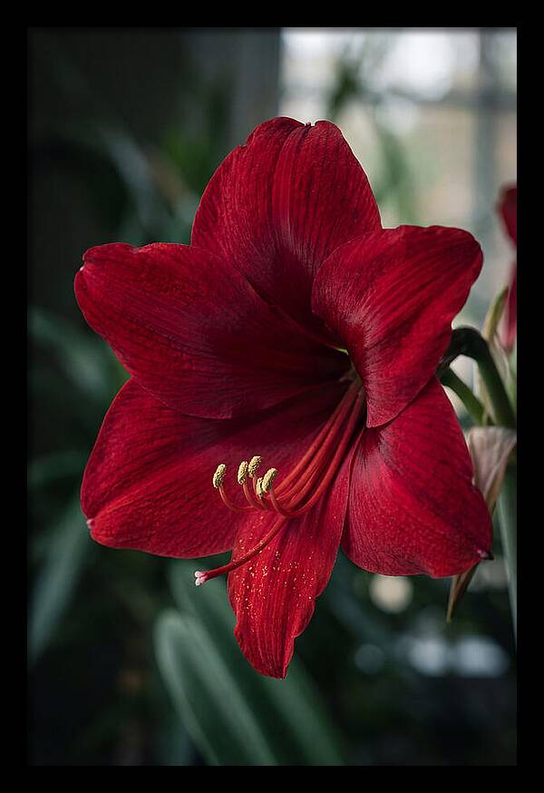 Amaryllis Blooming Elegance