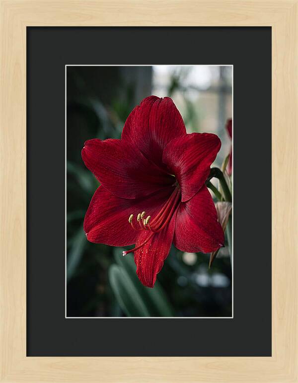 Amaryllis Blooming Elegance