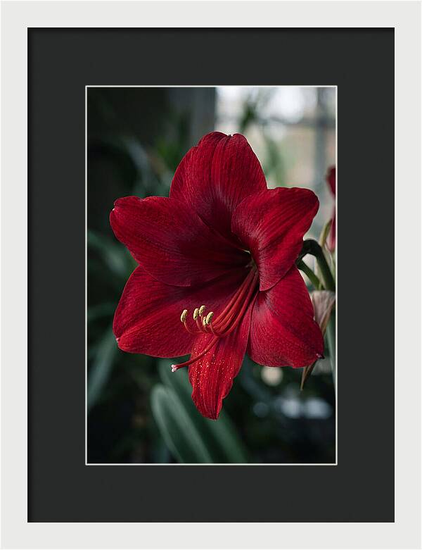 Amaryllis Blooming Elegance