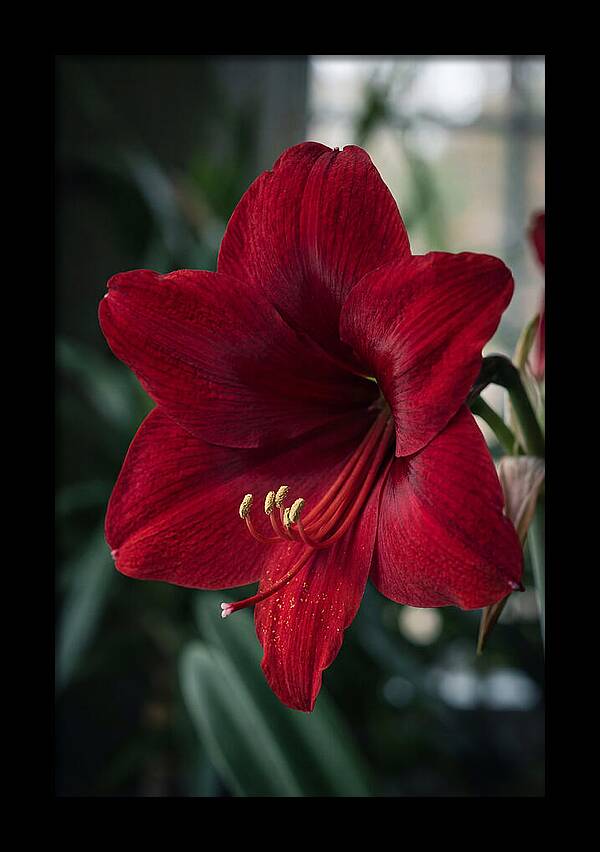 Amaryllis Blooming Elegance