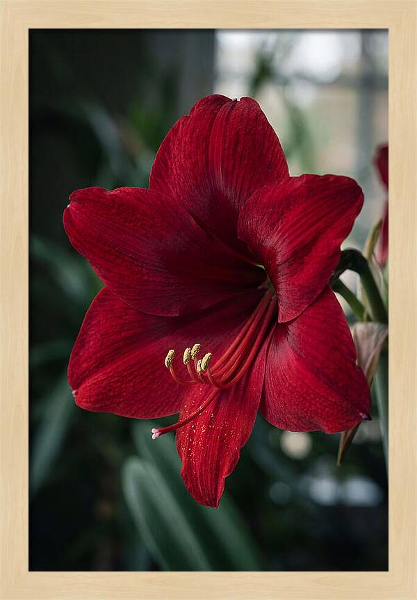 Amaryllis Blooming Elegance