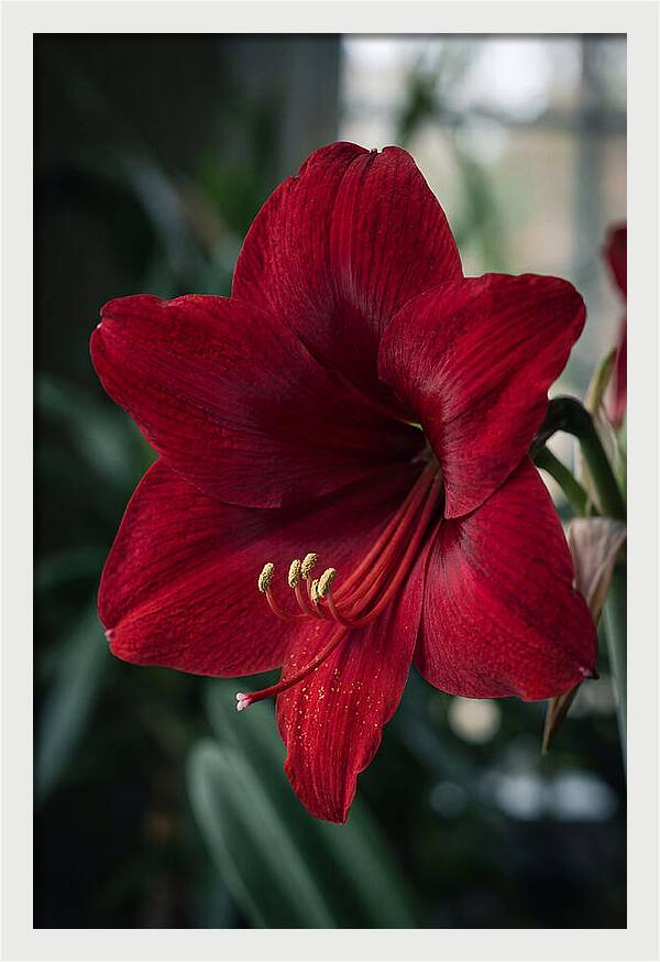 Amaryllis Blooming Elegance