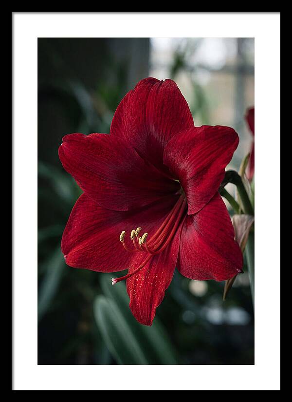 Amaryllis Blooming Elegance