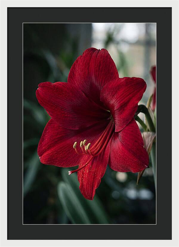 Amaryllis Blooming Elegance